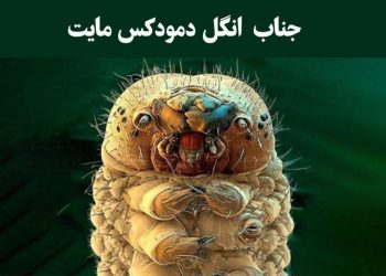 روغن درخت چای راهکار خانگی درمان دمودکس پوست سر