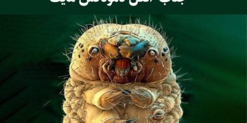 روغن درخت چای راهکار خانگی درمان دمودکس پوست سر