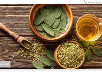 طریقه مصرف برگ سنا برای لاغری