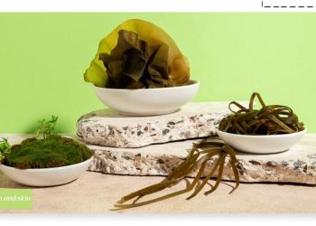 خواص جلبک دریایی برای لاغری