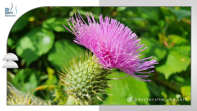 خار مریم برای لک صورت