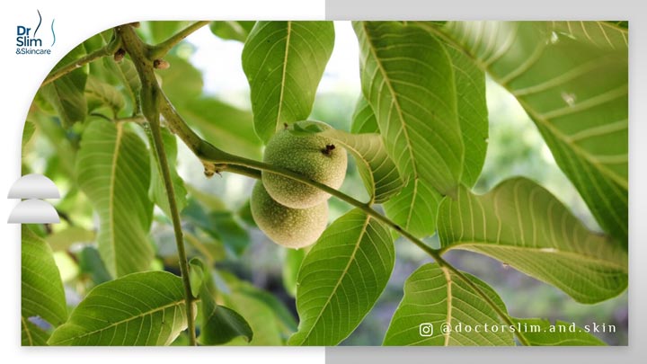 عرق برگ گردو برای لاغری سریع